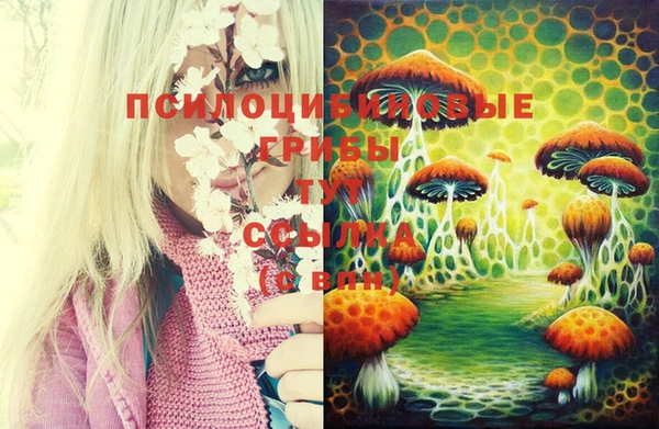 хмурый Аркадак