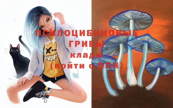 хмурый Аркадак
